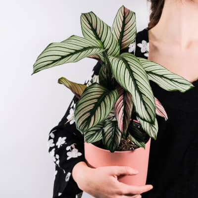 A propos Plants Store Gallery Img 5