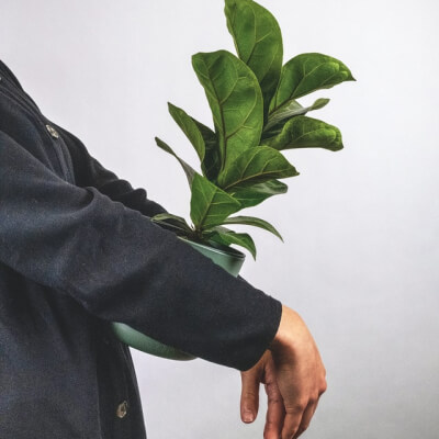 A propos Plants Store Gallery Img 6