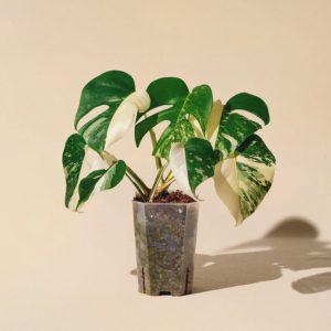 Accueil monstera variegata