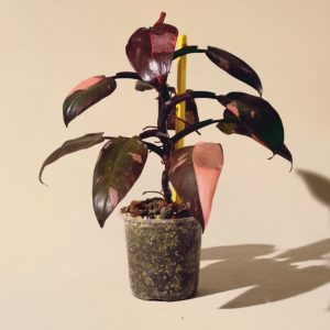 Accueil monstera variegata 3