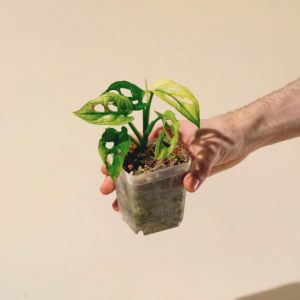 Accueil monstera variegata