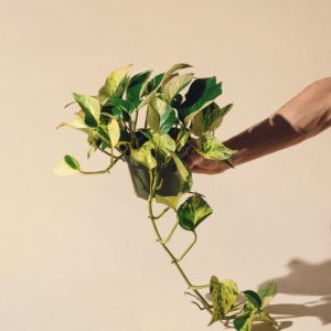 Accueil monstera variegata 4